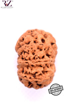 Load image into Gallery viewer, 8 Mukhi Nepal Rudraksha (25-26mm)
