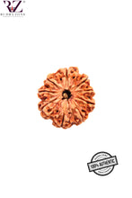 Load image into Gallery viewer, 9 Mukhi Nepal Rudraksha (24-26mm)
