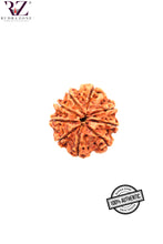 Load image into Gallery viewer, 9 Mukhi Nepal Rudraksha (24-26mm)
