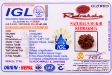 Load image into Gallery viewer, 9 Mukhi Nepal Rudraskha (20-22mm)
