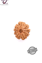 Load image into Gallery viewer, 9 Mukhi Nepal Rudraskha (23mm)
