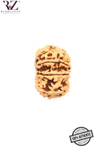 Load image into Gallery viewer, 9 Mukhi Nepal Rudraksha (28mm)
