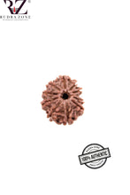 Load image into Gallery viewer, 10 Mukhi Nepal Rudraksha
