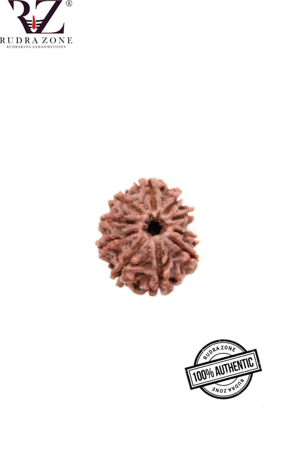 10 Mukhi Nepal Rudraksha