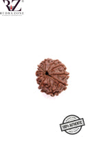 Load image into Gallery viewer, 10 Mukhi Nepal Rudraksha
