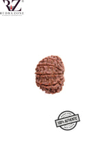 Load image into Gallery viewer, 10 Mukhi Nepal Rudraksha
