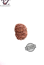 Load image into Gallery viewer, 10 Mukhi Nepal Rudraksha
