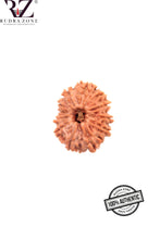 Load image into Gallery viewer, 12 Mukhi Nepal Rudraksha (20-22mm)
