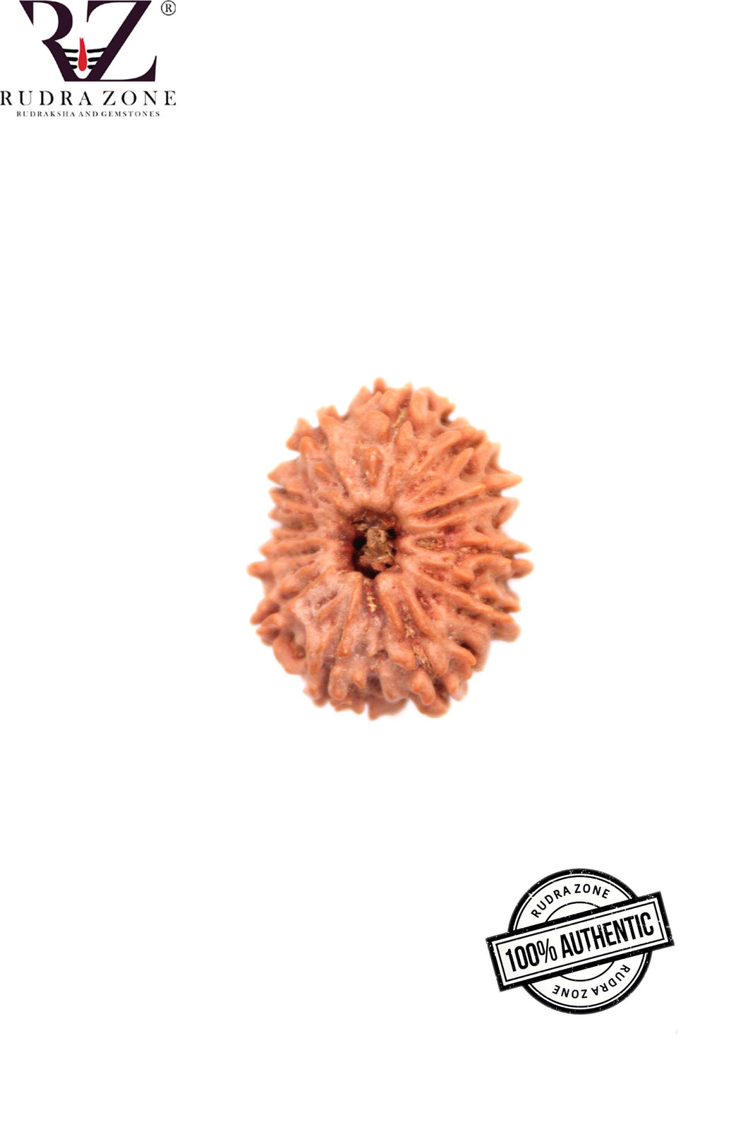 12 Mukhi Nepal Rudraksha (20-22mm)