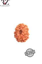 Load image into Gallery viewer, 12 Mukhi Nepal Rudraksha (20-22mm)
