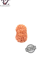 Load image into Gallery viewer, 12 Mukhi Nepal Rudraksha (20-22mm)
