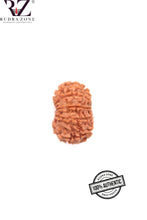 Load image into Gallery viewer, 12 Mukhi Nepal Rudraksha (20-22mm)
