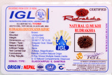 Load image into Gallery viewer, 12 Mukhi Nepal Rudraksha (20-22mm)
