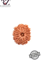 Load image into Gallery viewer, 12 Mukhi Nepal Rudraksha (24mm)
