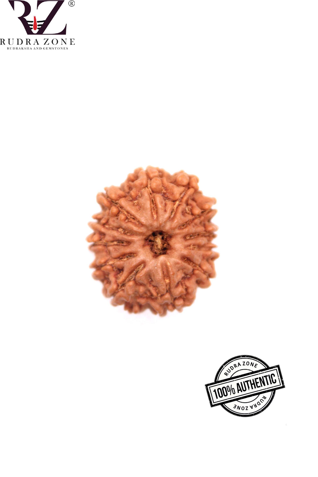 12 Mukhi Nepal Rudraksha (24mm)