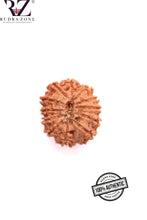 Load image into Gallery viewer, 12 Mukhi Nepal Rudraksha (24mm)
