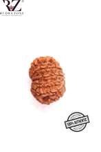 Load image into Gallery viewer, 12 Mukhi Nepal Rudraksha (24mm)
