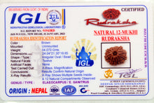 Load image into Gallery viewer, 12 Mukhi Nepal Rudraksha (24mm)
