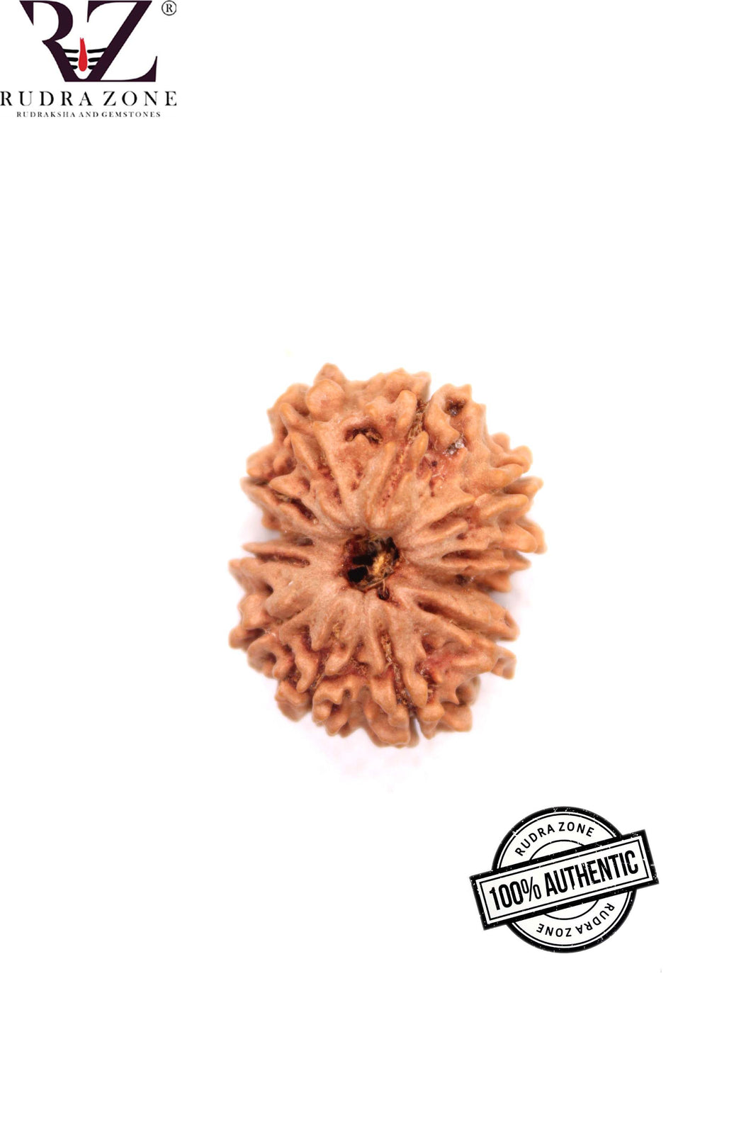 12 Mukhi Nepal Rudraksha (25-26mm)