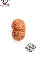 Load image into Gallery viewer, 12 Mukhi Nepal Rudraksha (25-26mm)
