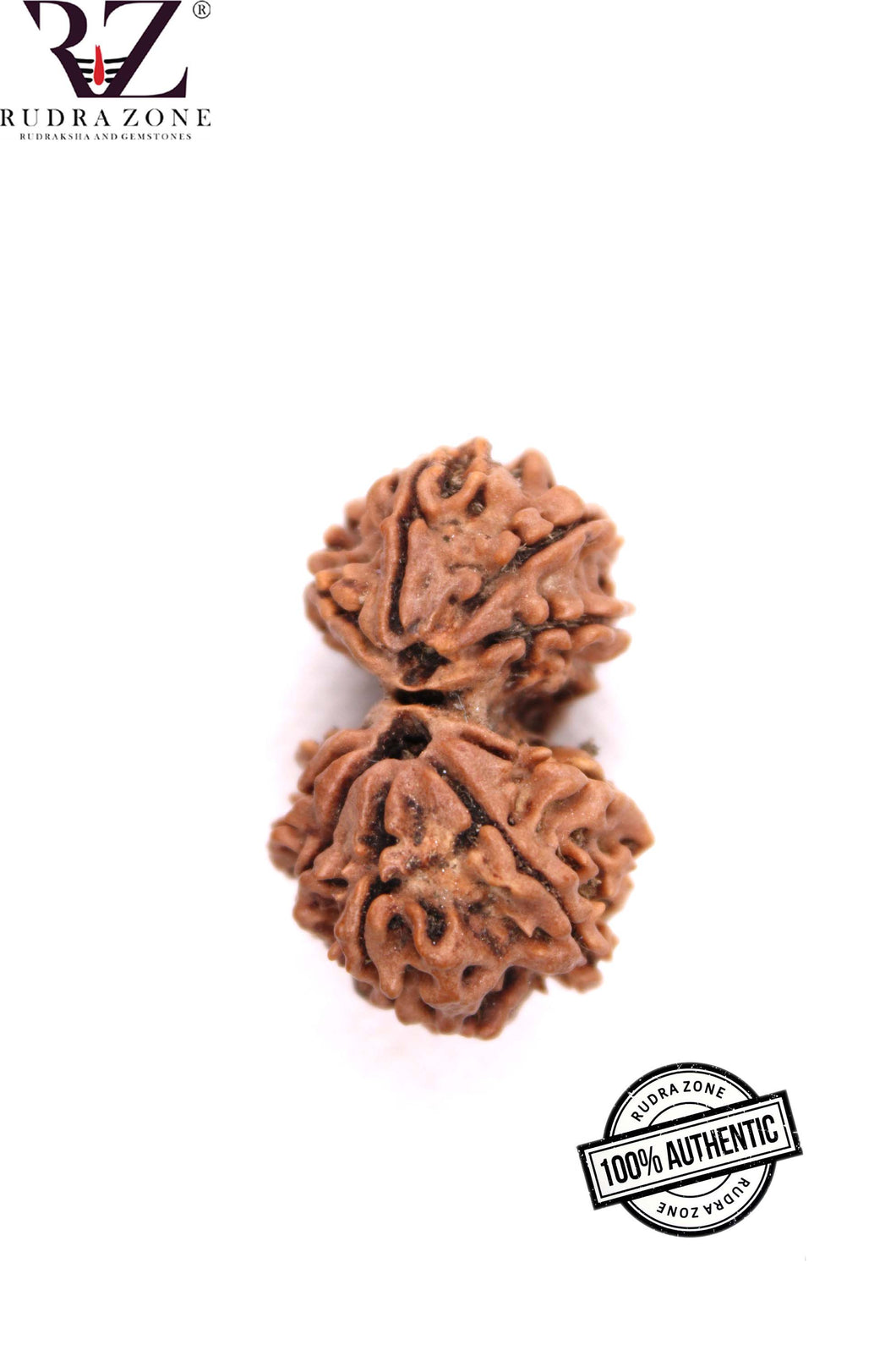 Gauri Shankar Rudraksha