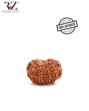 Load image into Gallery viewer, 11 Mukhi Nepal Rudraksha (20-22mm)
