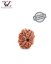 Load image into Gallery viewer, 11 Mukhi Nepal Rudraksha (23-24mm)
