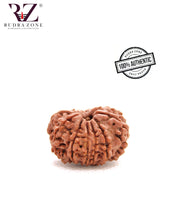 Load image into Gallery viewer, 11 Mukhi Nepal Rudraksha (23-24mm)
