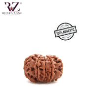 Load image into Gallery viewer, 11 Mukhi Nepal Rudraksha (23-24mm)
