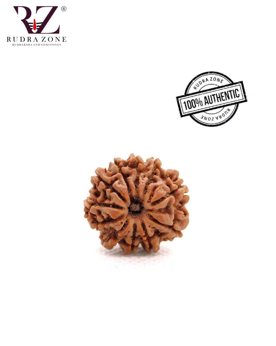 11 Mukhi Nepal Rudraksha (25-27mm)