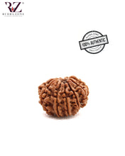 Load image into Gallery viewer, 11 Mukhi Nepal Rudraksha (25-27mm)
