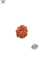 Load image into Gallery viewer, 8 Mukhi Nepal Rudraksha (19-21mm)
