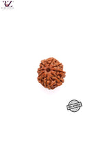 Load image into Gallery viewer, 8 Mukhi Nepal Rudraksha (19-21mm)
