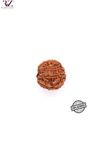 Load image into Gallery viewer, 8 Mukhi Nepal Rudraksha (19-21mm)
