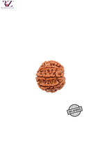 Load image into Gallery viewer, 8 Mukhi Nepal Rudraksha (19-21mm)
