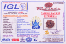 Load image into Gallery viewer, 8 Mukhi Nepal Rudraksha (19-21mm)
